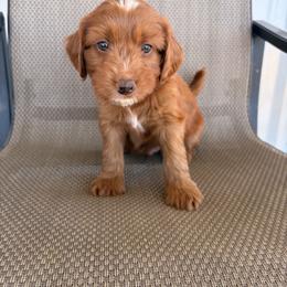 Rainbow - Parti male Goldendoodle puppy in Point, Texas from Tiny Paws Goldendoodles