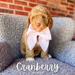 Cranberry - Red  female Goldendoodle puppy in Hartwell, Georgia from BellaDoodles