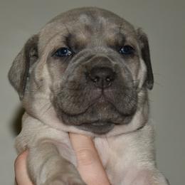 Lilac - Gray and fawn female Cane Corso puppy in Sault Ste Marie, Michigan from Willow Creek Cane Corsos