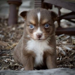 Paris - Red tri female Miniature Australian Shepherd puppy in Evant, Texas from Lazy VT Bar Ranch