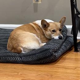 Betty - Pembroke Welsh Corgi