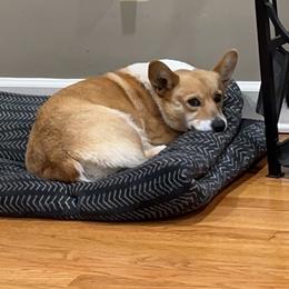 Betty - Pembroke Welsh Corgi