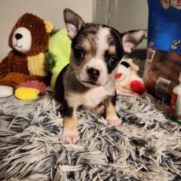Jade - Merle female Chihuahua puppy in Ashtabula, Ohio from Paw's & Awe's Chihuahuas