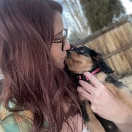 Cavalier King Charles Spaniel Puppies from Colorful Cavaliers