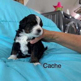 Cache - Tri-color male Bernedoodle puppy in Horseshoe Bend, Idaho from Over the Moon Poodles and Doodles