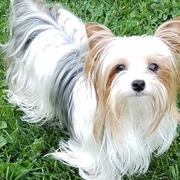 Yorkshire Terriers from Michele Hackett