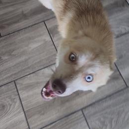 Nala - Pomsky
