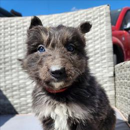 Wreckit - Blue male German Shepherd puppy in Los Lunas, New Mexico from Mali's German Shepherds LLC