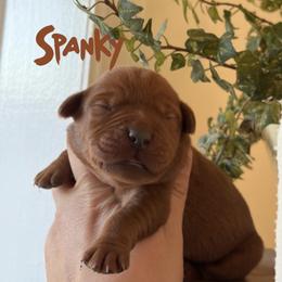 Spanky - Yellow male Labrador Retriever puppy in Tomahawk, Wisconsin from Mahner Labs