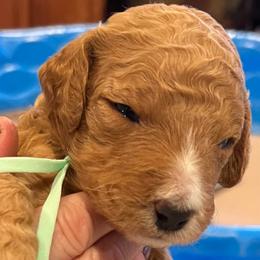 Iris - Tri-color female Labradoodle puppy in Kimball Township, Michigan from Kelly’s Doodles