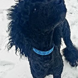Zakai - Poodle