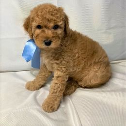 Goldendoodle Puppies from OnlyGoldendoodles