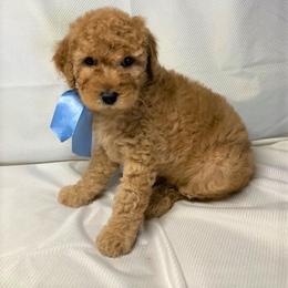 Goldendoodle Puppies from OnlyGoldendoodles