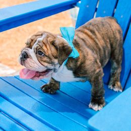 Bulldog Puppies from CARRIE FARRELL