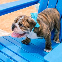 Bulldog Puppies from CARRIE FARRELL