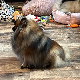 Pomeranian All Grown Up from Poms Of Kolour