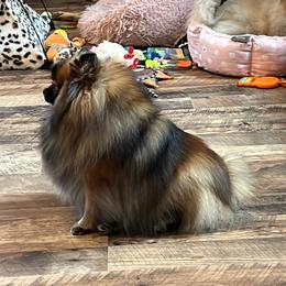 Pomeranian All Grown Up from Poms Of Kolour