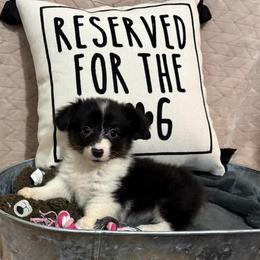 Full fluffy Ella - Black and white female American Corgi puppy in Decatur, Texas from Bar S Corgis