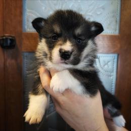 Vivian - Black and tan female Pembroke Welsh Corgi puppy in Coleman, Michigan from Salt Creek Farm Dogs