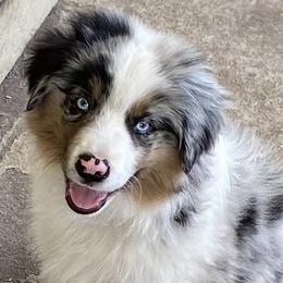 Miniature American Shepherd and Miniature Australian Shepherd Puppies from Cosmic Tides Miniature American Shepherds
