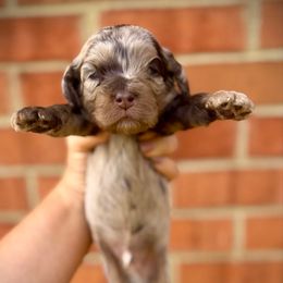 Mowgli - Merle Cockapoo puppy in Danielsville, Georgia from Meg's Doodles and Poodles