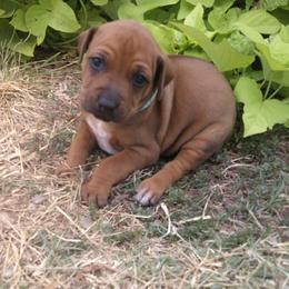 Ginger - Rd whtn blk nose female Rhodesian Ridgeback puppy in Carney, Oklahoma from River Run Parson Russell terriers & River Run Ridgebacks