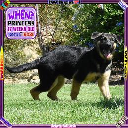 WHEN - Black and tan female German Shepherd puppy in Murrieta, California from Diamond Oaks German Shepherds