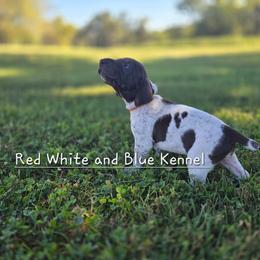 Orange Male - Liver and white male German Shorthaired Pointer puppy in Linton, Indiana from Red White and Blue Kennel