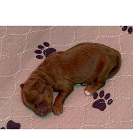 Girl 3 - Red female Cockapoo puppy in Portland, Oregon from Little Luvs Mini Cockapoos