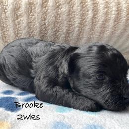 Brooke - Black female Yorkipoo puppy in Waldorf, Maryland from Luv My Yorkies, LLC