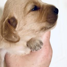 Dachshund Puppies from Meldox