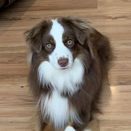 Ty - Toy Australian Shepherd