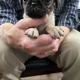 Patty - Fawn female Pug puppy in Lexington, Alabama from Cook Grandy
