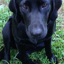 Labrador Retrievers from Longmeadow Labradors