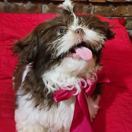 Mikey - Liver and white Shih Tzu puppy in Washington from Waldstube Shih Tzu