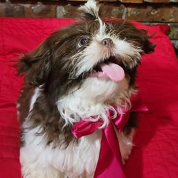 Mikey - Liver and white Shih Tzu puppy in Washington from Waldstube Shih Tzu
