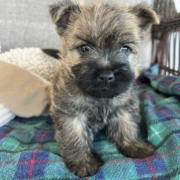 Rocky, Red collar - Cream brindle male Cairn Terrier puppy in Pottersville, Missouri from Cairn Terriers of Heatherridge,LLC