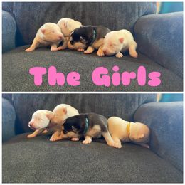 Siberian Husky Puppies from Blue Skyes Huskies
