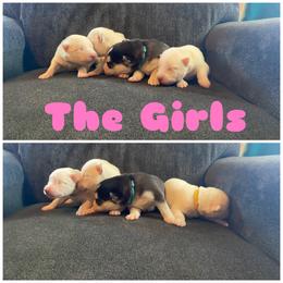 Siberian Husky Puppies from Blue Skyes Huskies