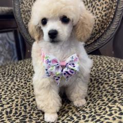 Poodle Puppies from Mishel's Poodles