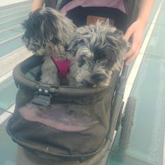 Bergamasco Sheepdog Puppies from Spellbound Bergamascos