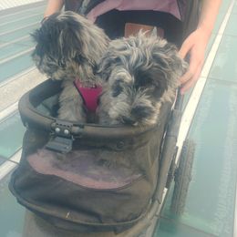 Bergamasco Sheepdog Puppies from Spellbound Bergamascos