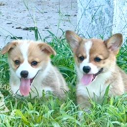 Pembroke Welsh Corgi Puppies from Pembroke Welsh Corgis at Belle Haven