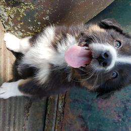 Australian Shepherd and Miniature Australian Shepherd Puppies from J&B Farms
