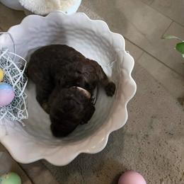 White Collar - Brown male Poodle puppy in Henagar, Alabama from Windy Oak Kennels