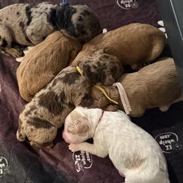 Goldendoodle puppies from Valentine Kennels
