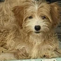 Wilma - Maltipoo