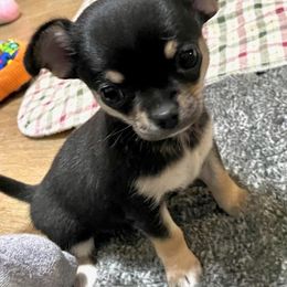 Chihuahua Puppies from Bravo Chihuahuas
