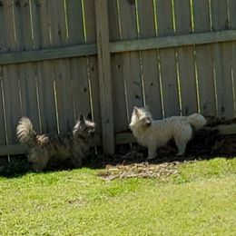 Cairn Terrier Puppies from Ferguson's Cairn Terriers