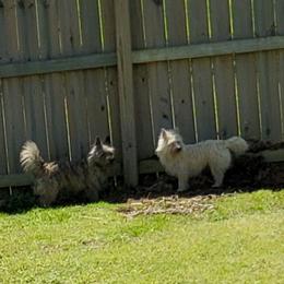Cairn Terrier Puppies from Ferguson's Cairn Terriers